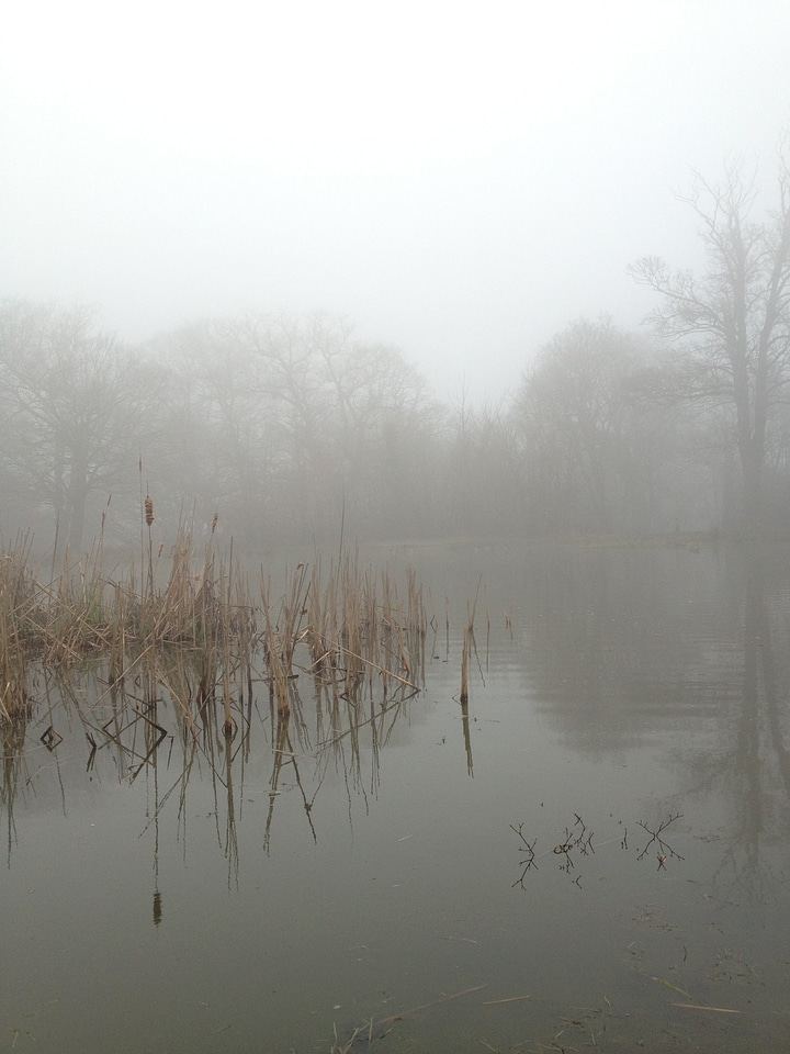 Lake landscape forest