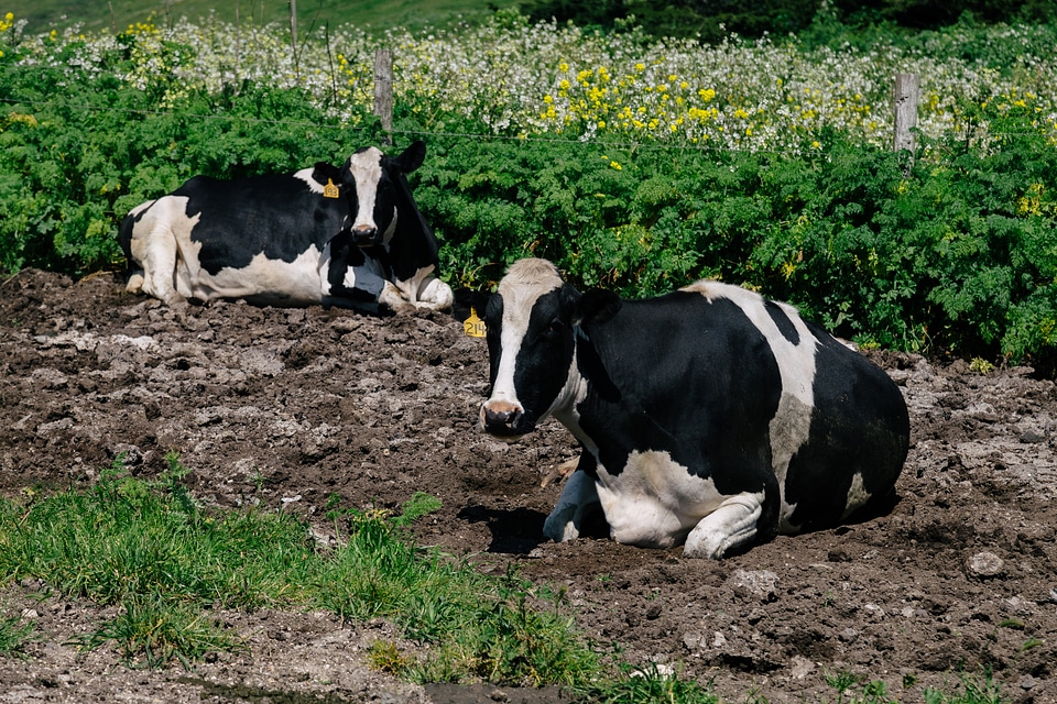 Cows Rest In Farm Field