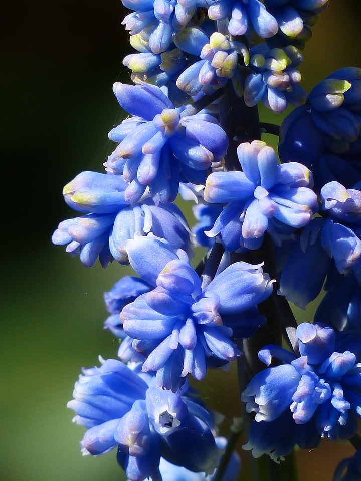 Bloom flower blue