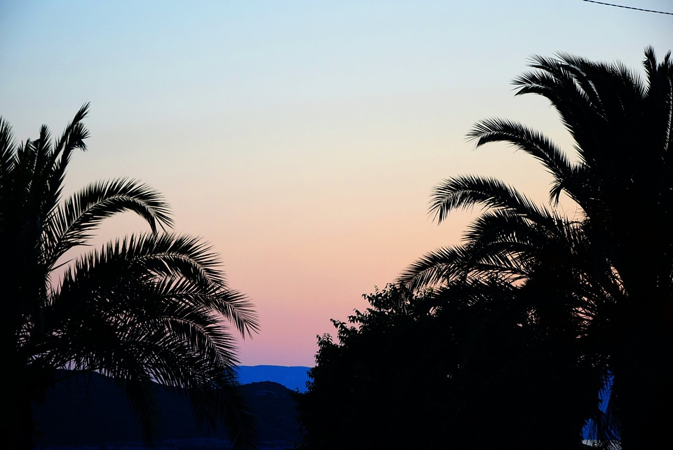 Palm Tree Silhouettes At Dusk