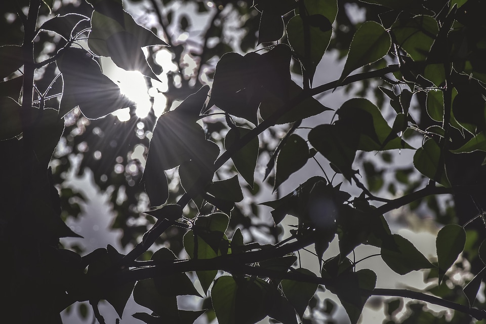 Sun Through Poplar Tree Leaves