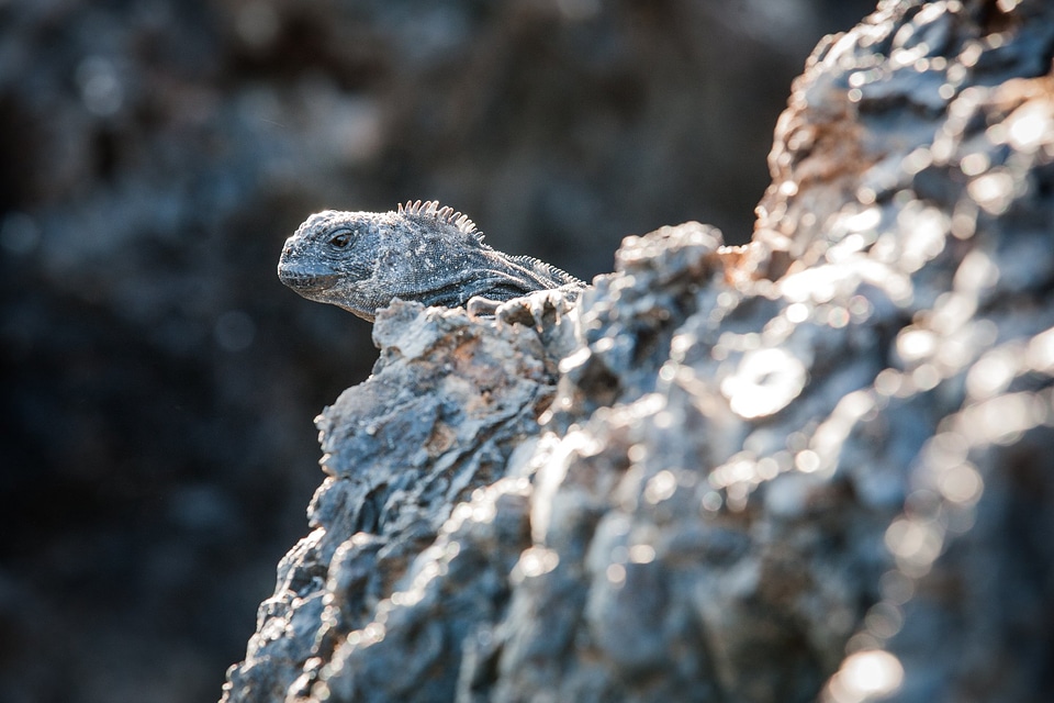 Peak A Boo Iguana photo