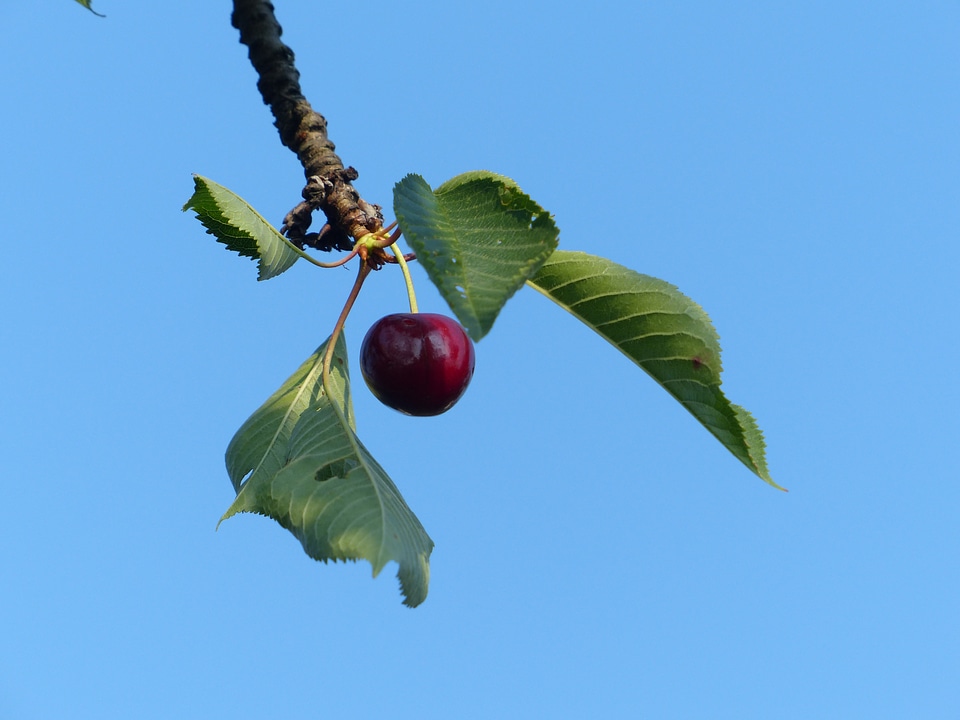 Fruit healthy leaves