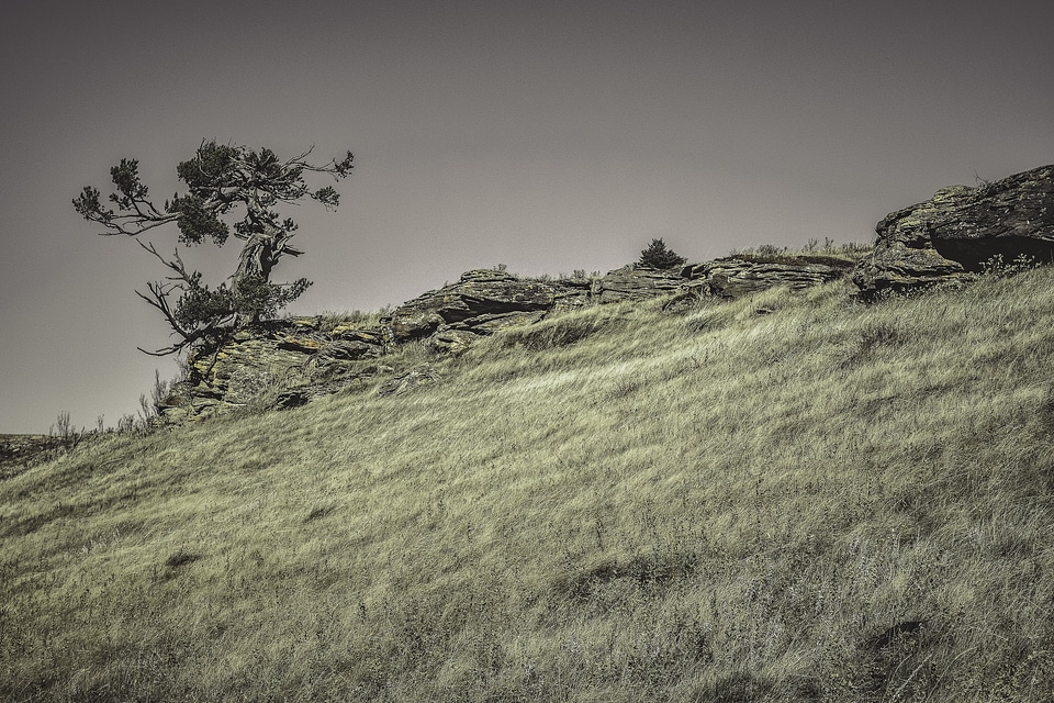 Grassy Hillside With Gnarly Tree photo