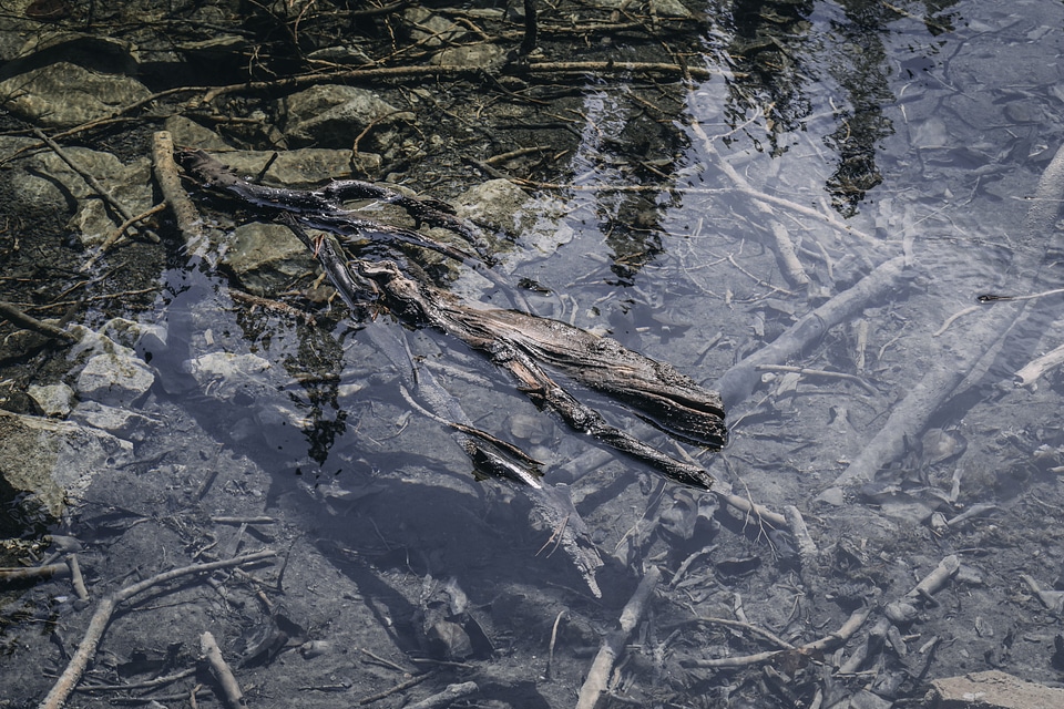 Branches In Clear Stream Water