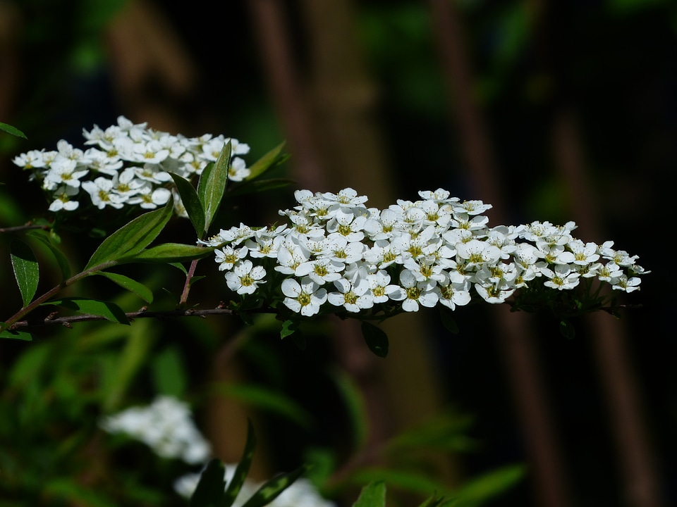 White spierstrauch spiraea arguta
