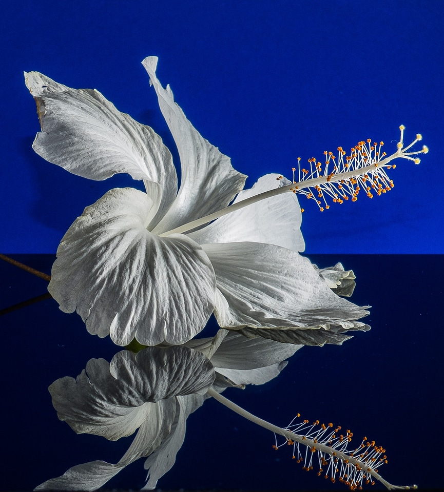 Flower white marshmallow