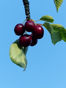 Fruit healthy leaves