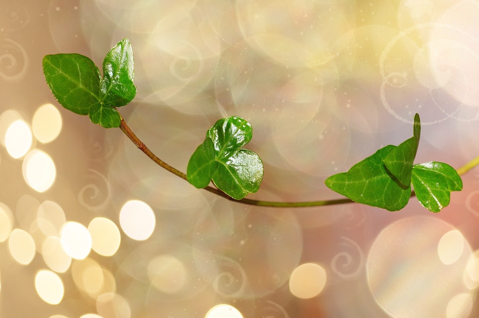 Plant close up bokeh
