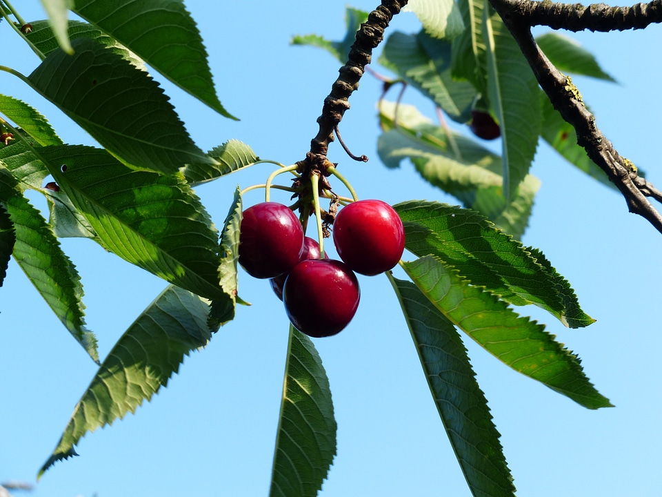 Fruit healthy leaves