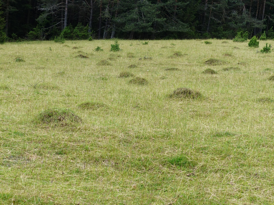 Meadow ants ants green