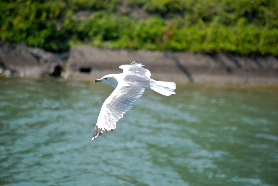 Wings feather wildlife