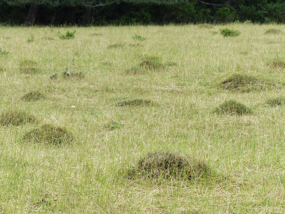 Meadow ants ants green