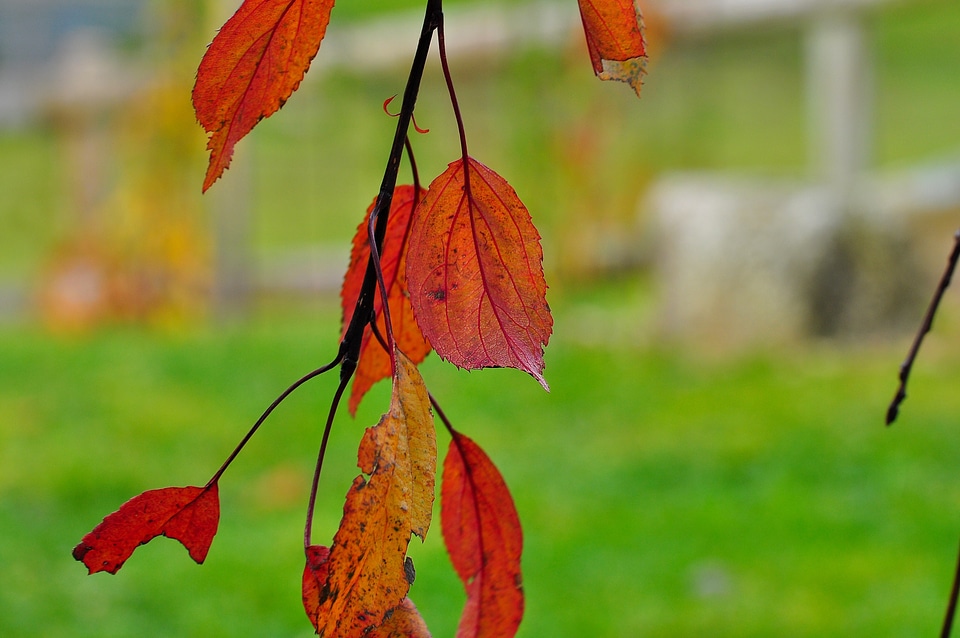 Fall color autumn nature
