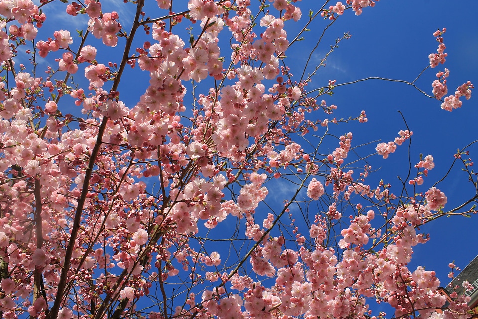 Spring almond blossom almond tree