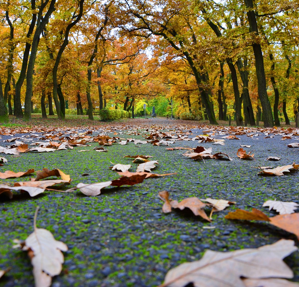 Autumn leaves park