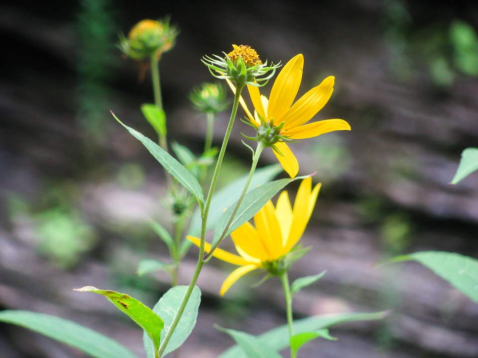 Yellow Flowers in Sun