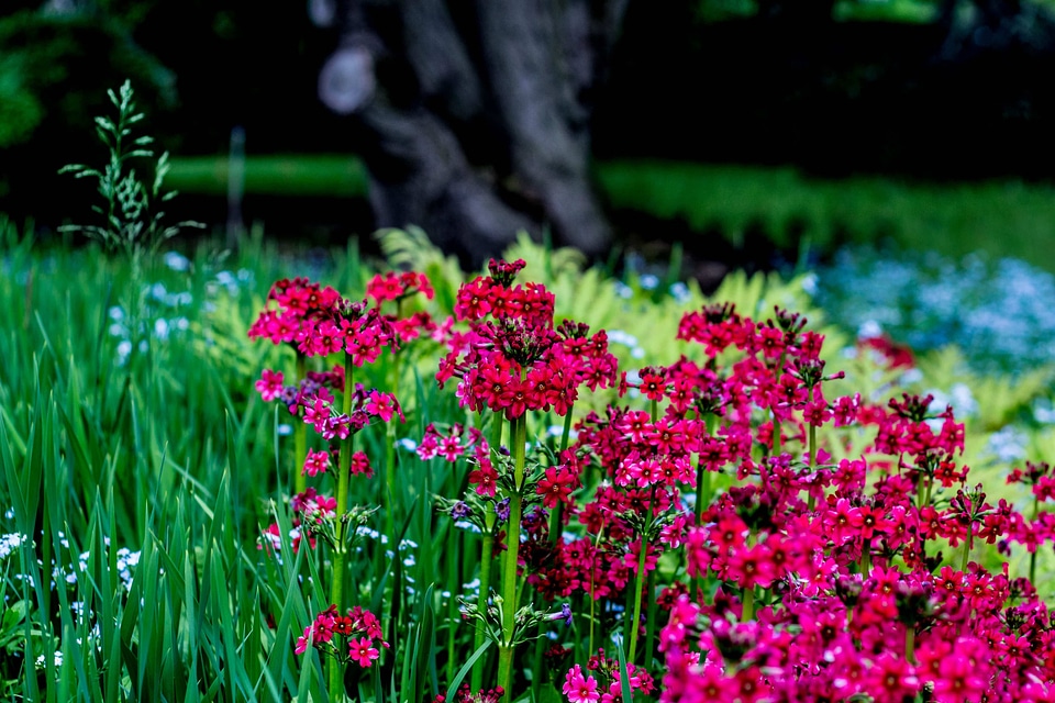 Beautiful Flowers biology bloom
