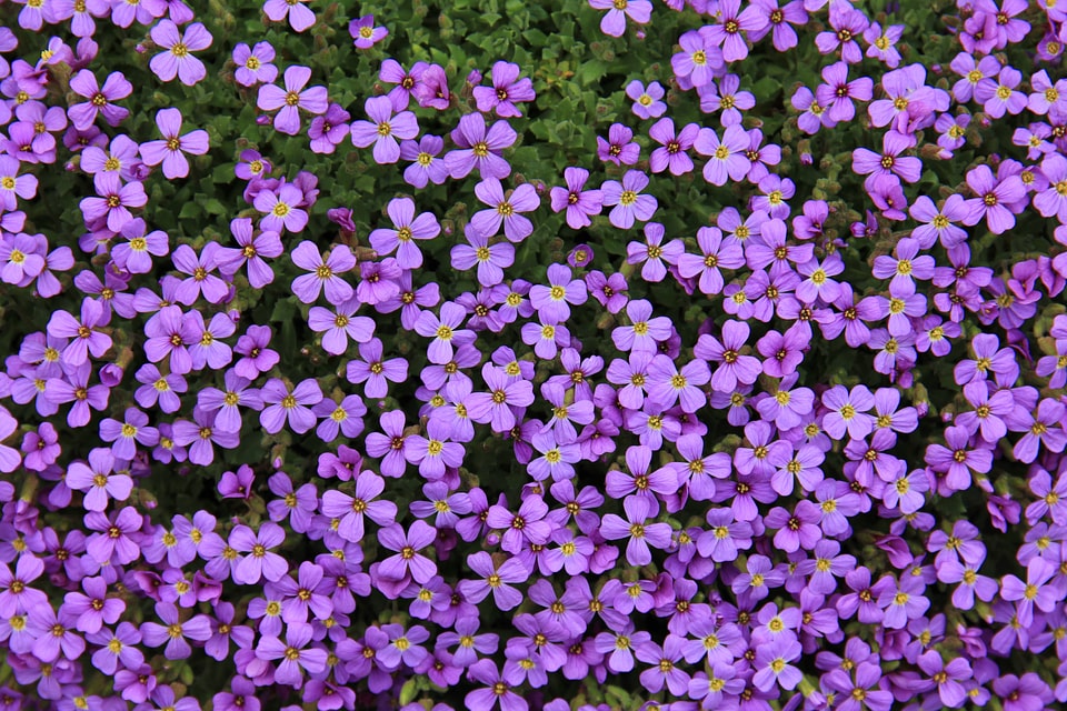 Bloom plant purple