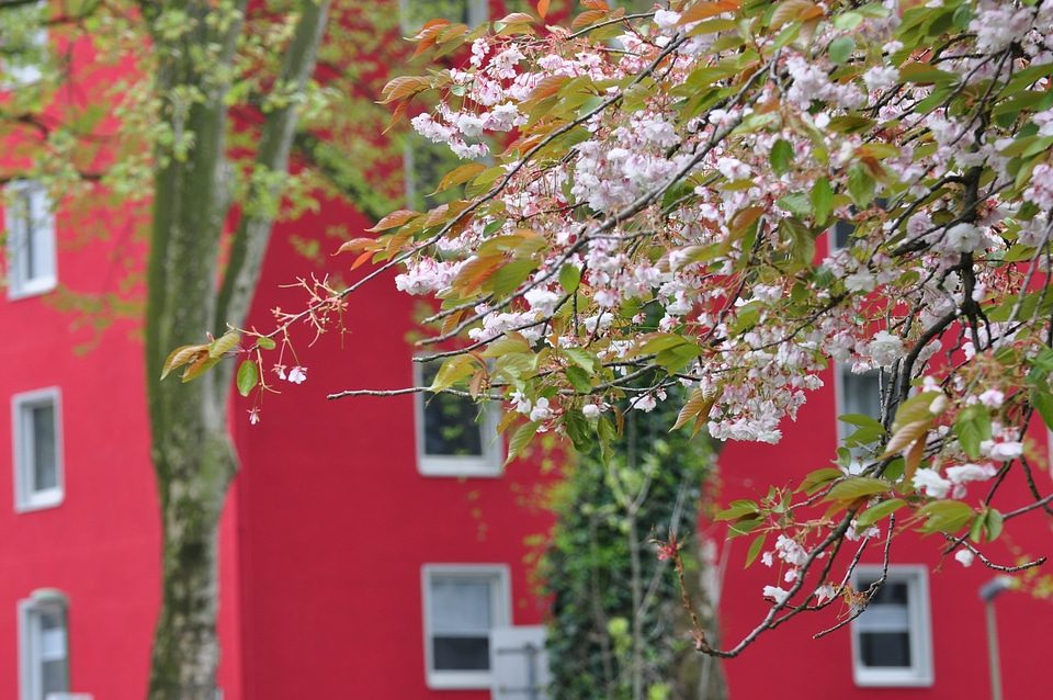 Blooming cherry-tree in Holsterhausen