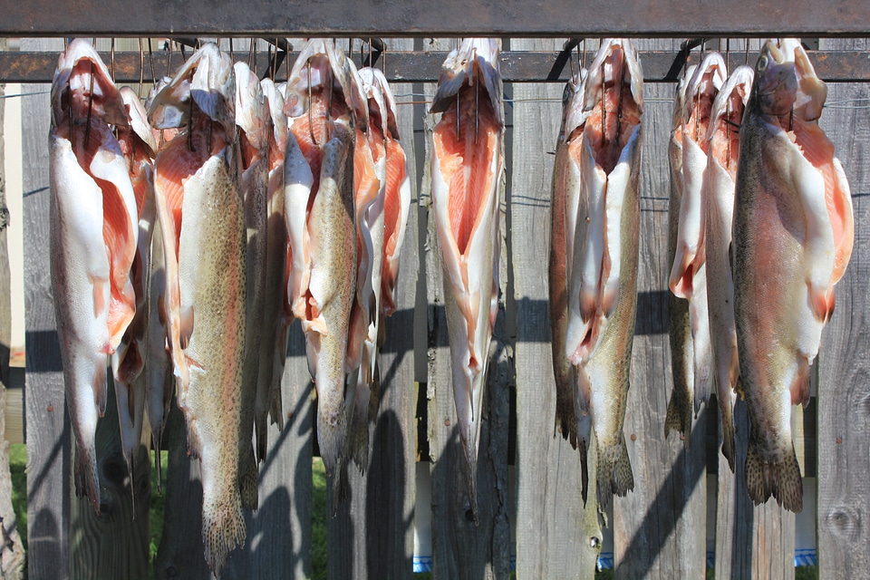Gilled fish before smoker