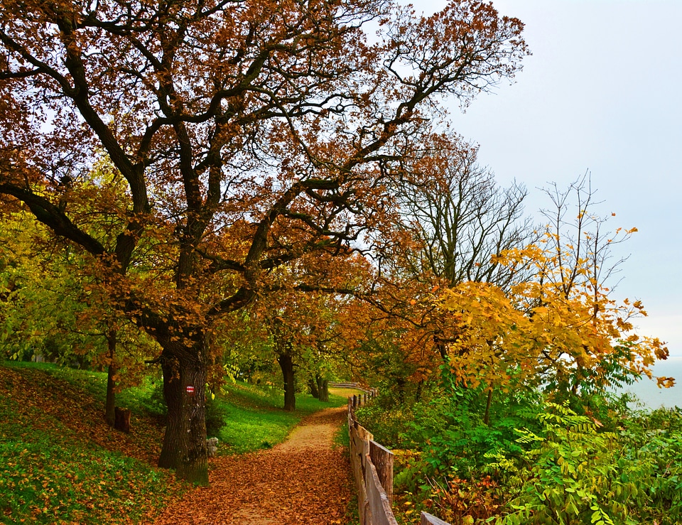 Autumn leaves forest