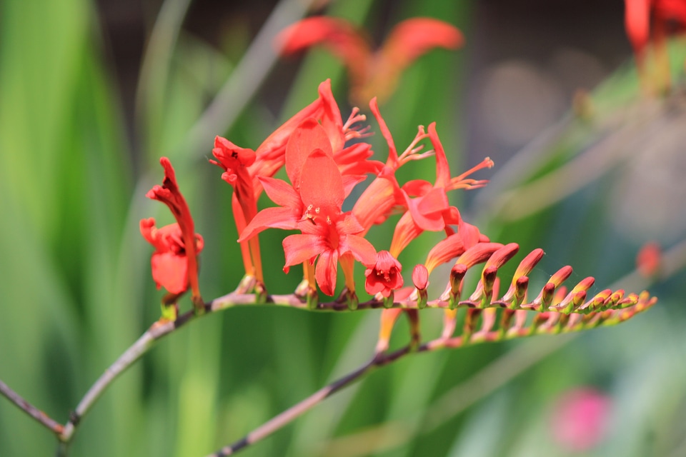 Red Crocosmia Lucifer
