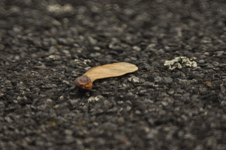 Devil’s maple on the street