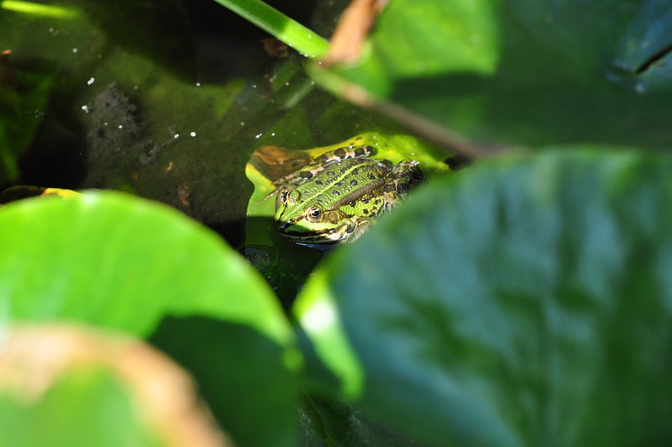 Frog in garden pond