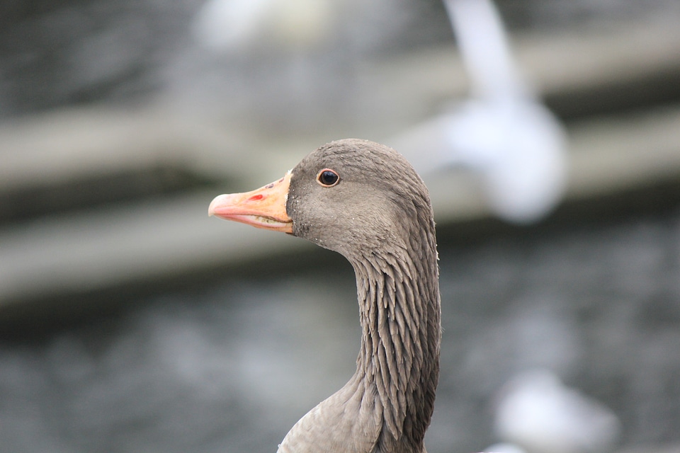 Brown cygnet in Hamburg