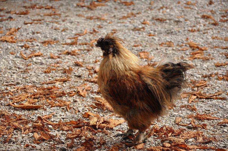 Silky fowl at Wimbachschloss