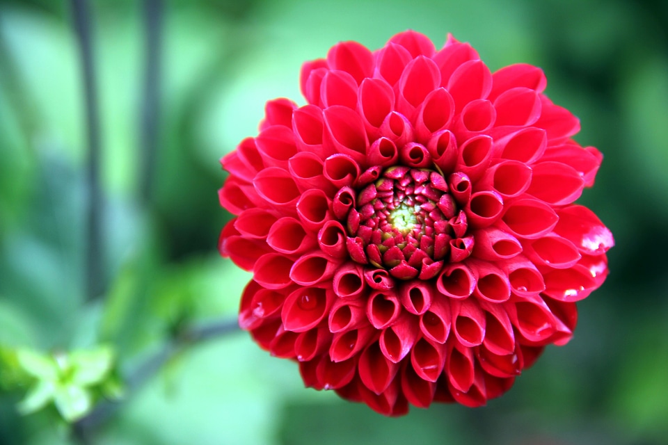 Blossom bloom bloom