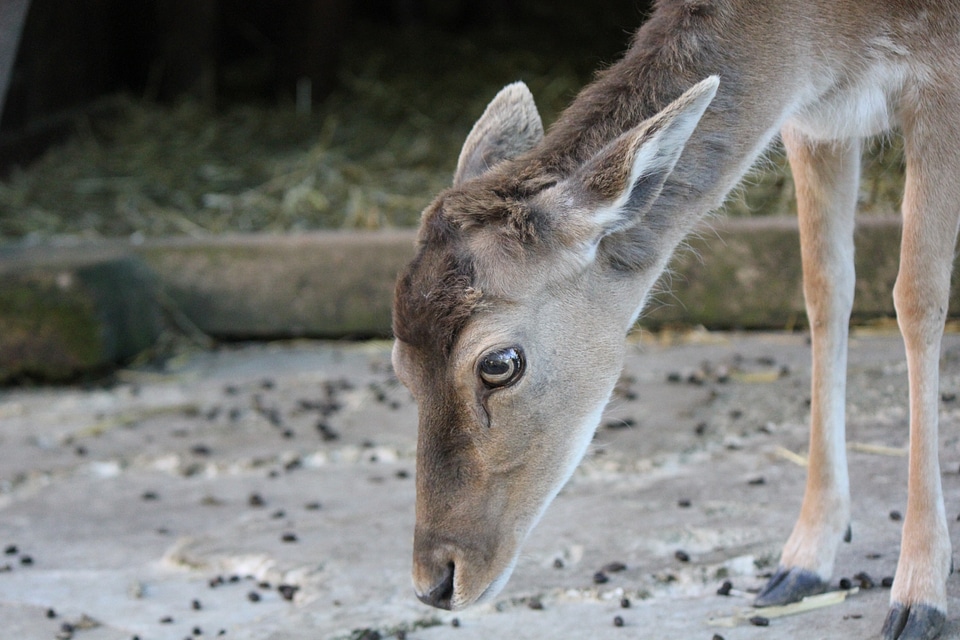 Deer searching for food on the ground