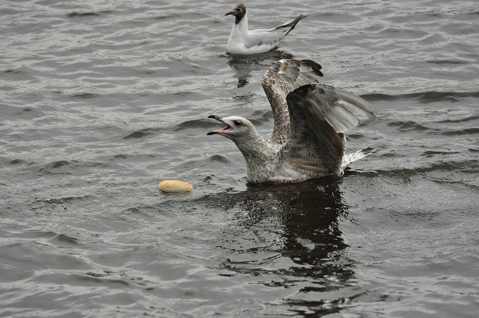 Seagull defends a bun