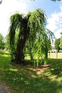 Weeping willow in Goslar’s urban park photo