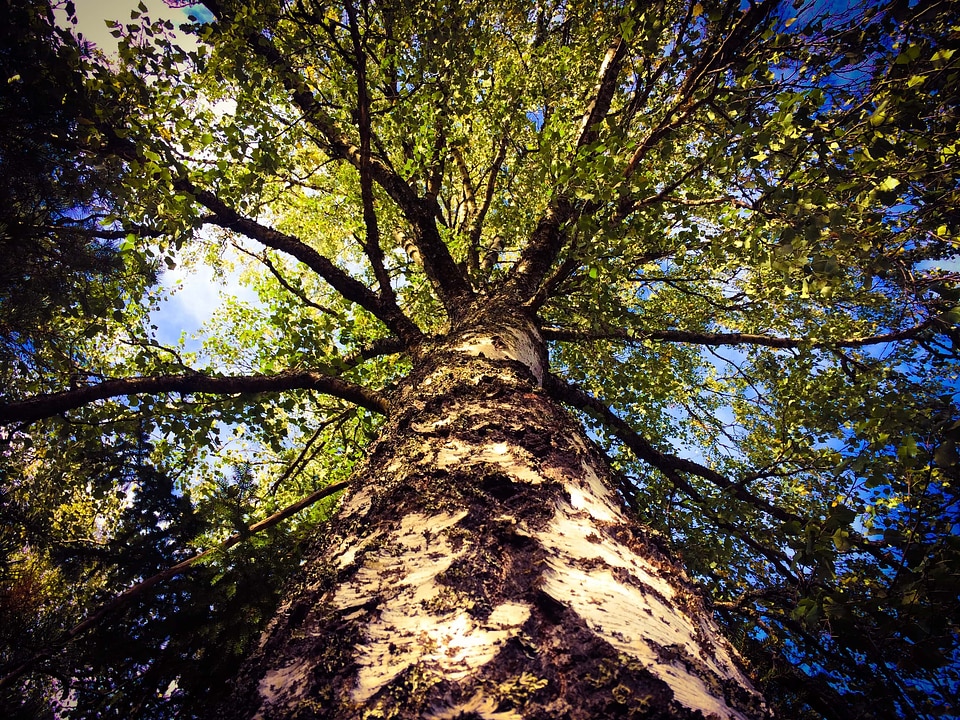 Underneath big tree