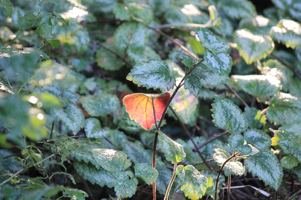 Single red-leaf between green ones
