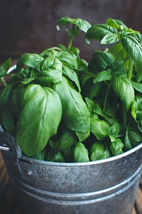 Fresh basil in a bucket