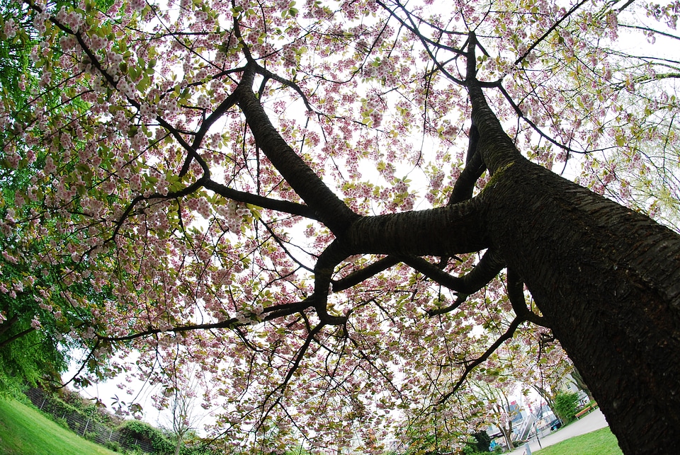 White and pink blossoms on a tree