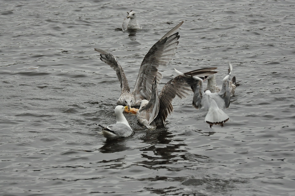 Fighting seagulls in Hamburg