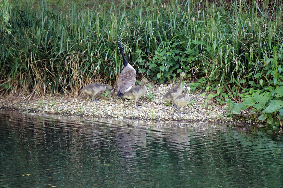 Wild goose family at riverside