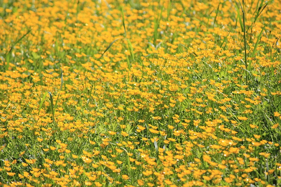 Meadow with lots of yellow flowers