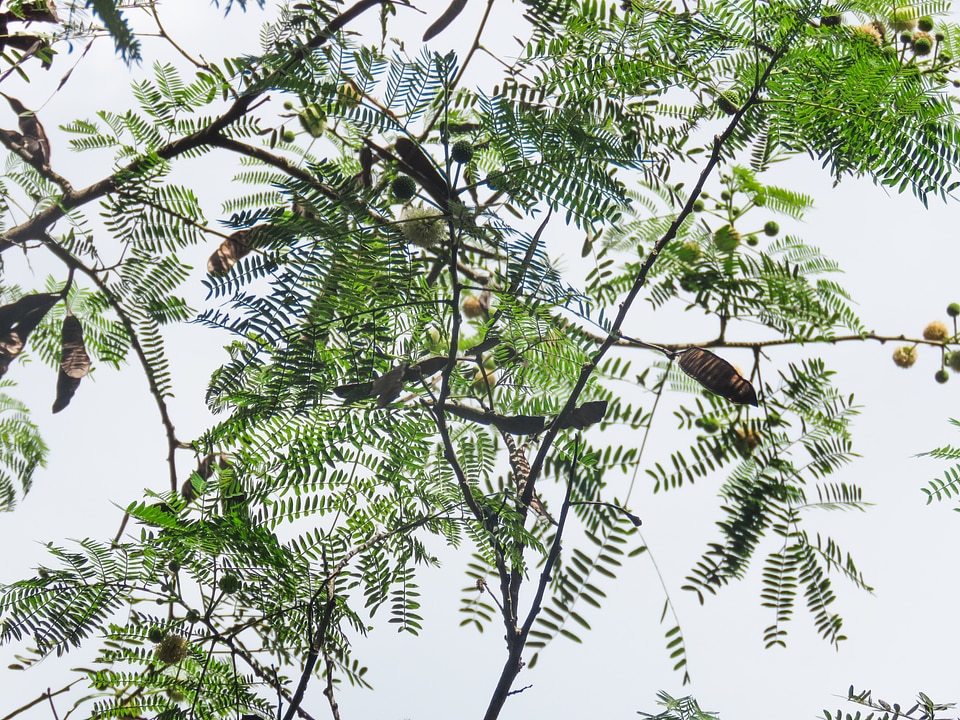 Branches and Leaves
