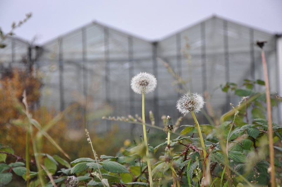 Dandelion in front of greenhouse