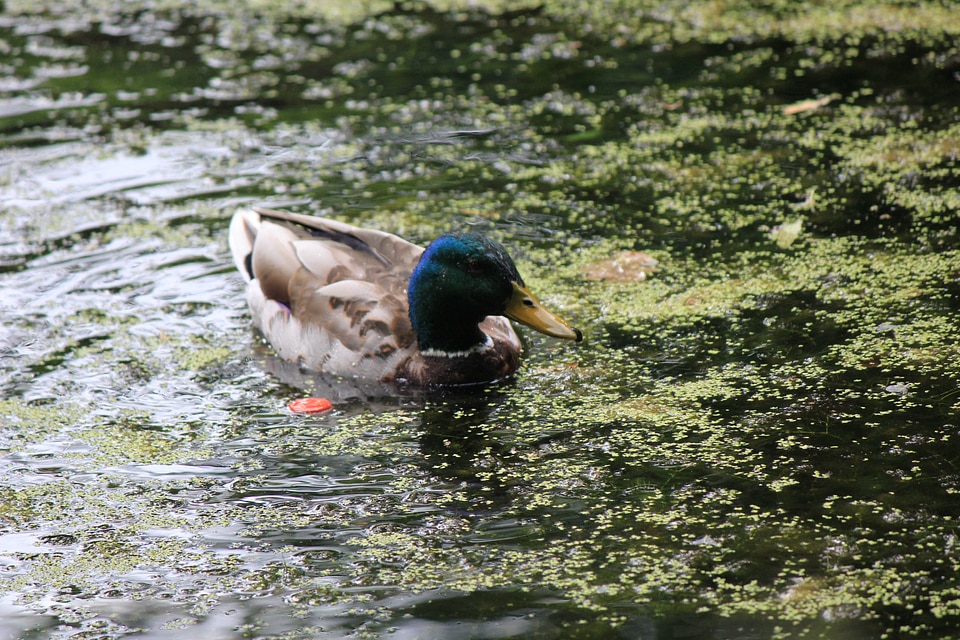 Mallard swimming in duckweed