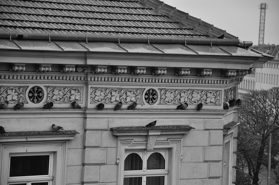 Pigeons on a old house in Vienna