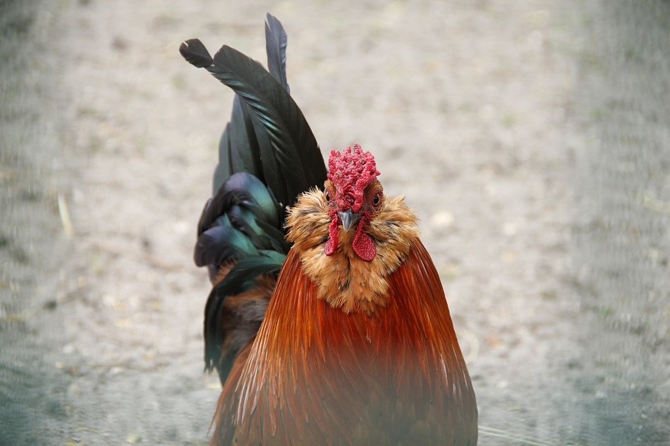 Feather wildlife beak