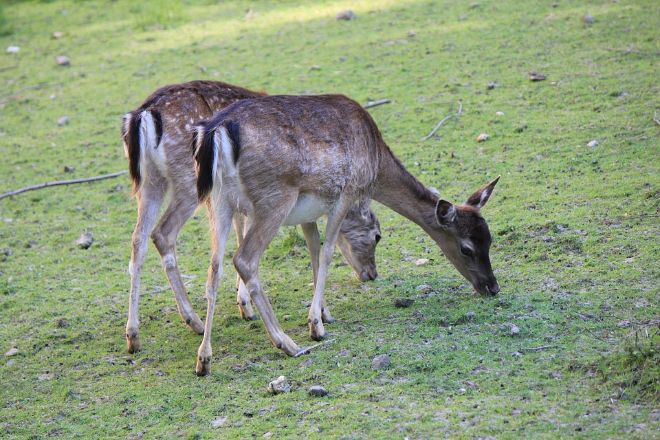Two fawns on a meadow