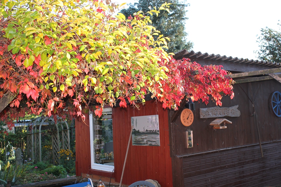 Colorful vine at grandpa’s garden