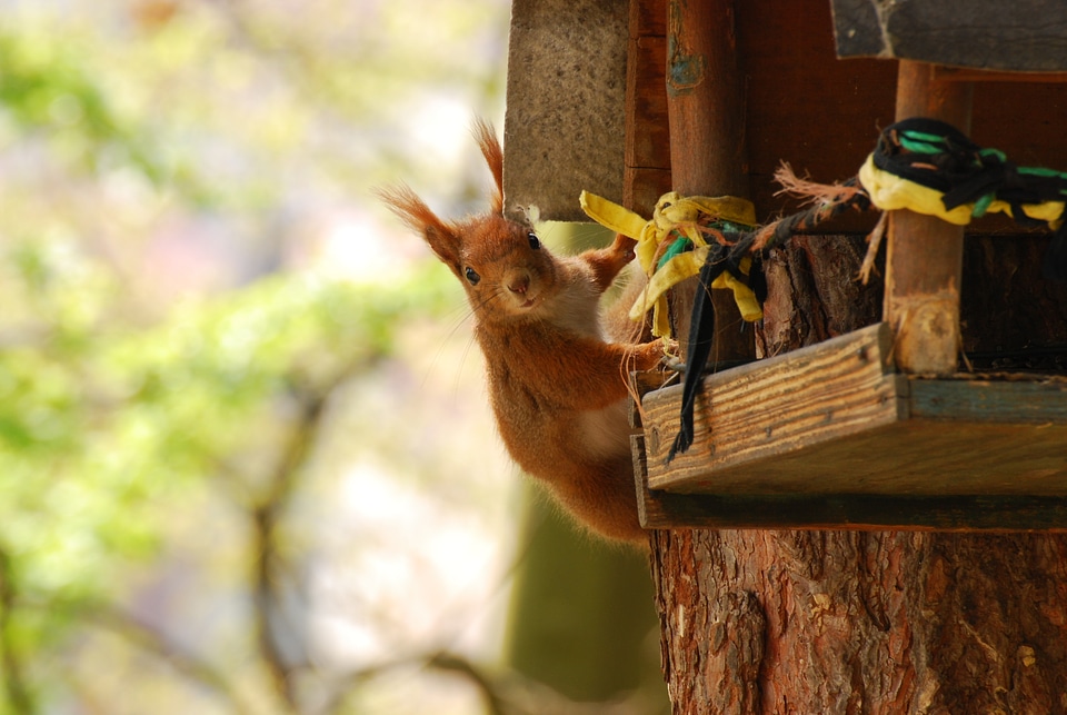 Squirrel loots bird-house